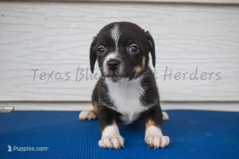 Female  – Chiweenie puppy on hold in Lubbock, TX