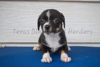 Female , a female Chiweenie for sale in Lubbock, TX – 1 of 1