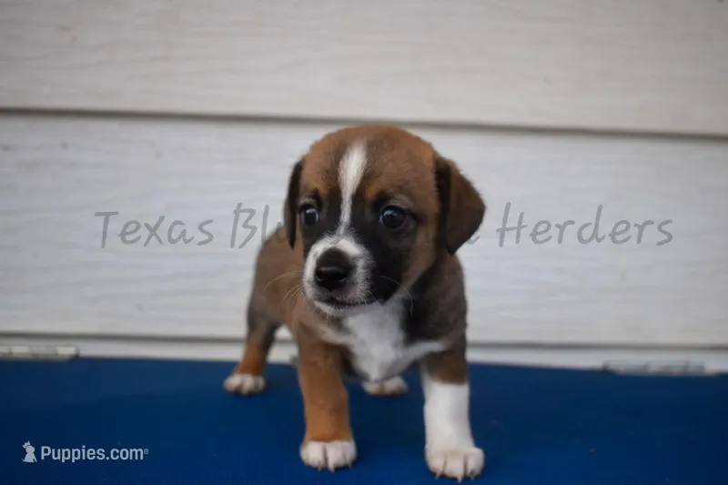 Female  – Chiweenie puppy for sale in Lubbock, TX