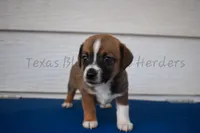 Female , a female Chiweenie for sale in Lubbock, TX – 1 of 1