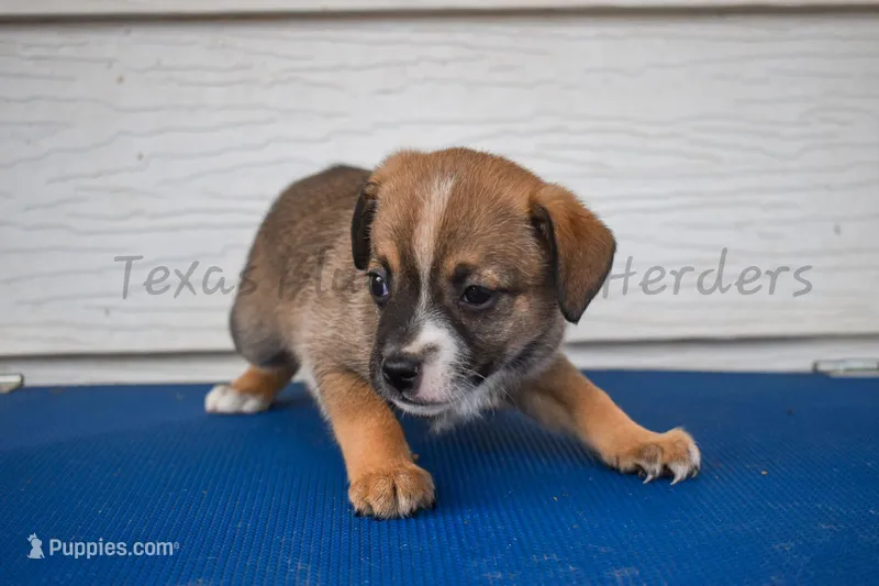 Female  – Chiweenie puppy for sale in Lubbock, TX