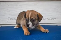 Female , a female Chiweenie for sale in Lubbock, TX – 1 of 1