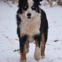 Spyder, a male Miniature American Shepherd for sale in Lubbock, TX – 1 of 1