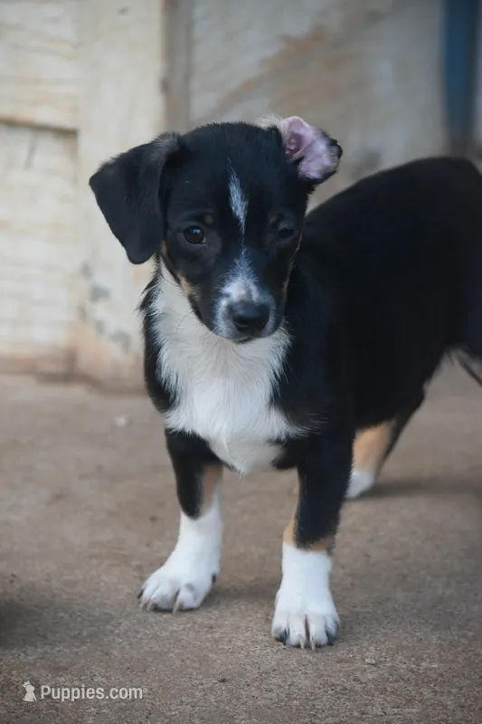 Blackie, a female Chiweenie for sale in Lubbock, TX – 1 of 1