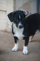 Blackie, a female Chiweenie for sale in Lubbock, TX – 1 of 1