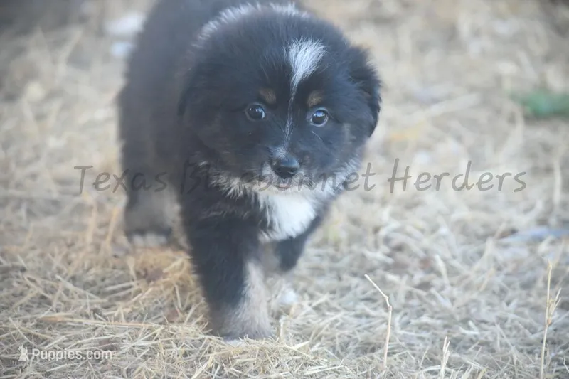 Female  – Toy Australian Shepherd puppy for sale in Lubbock, TX