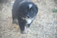 Female , a female Toy Australian Shepherd for sale in Lubbock, TX – Photo 1 of 2