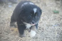 Female , a female Toy Australian Shepherd for sale in Lubbock, TX – Photo 2 of 2