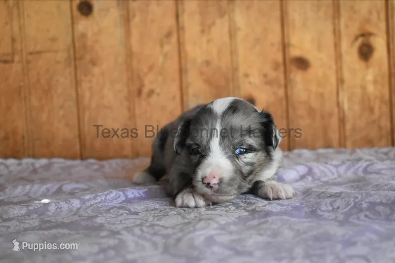 Puppy 4 – Toy Australian Shepherd puppy for sale in Lubbock, TX