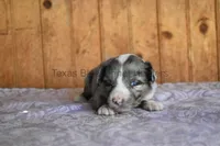 Puppy 4, a female Toy Australian Shepherd for sale in Lubbock, TX – 1 of 1