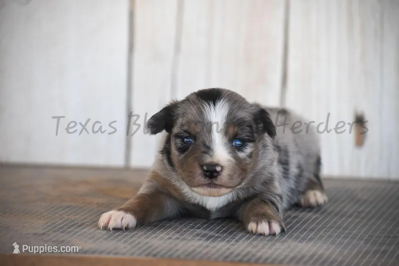 Female – Australian Shepherd puppy for sale in Lubbock, TX