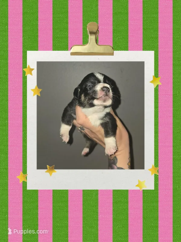 Female  – Dachshund, Chihuahua puppy for sale in Lubbock, TX