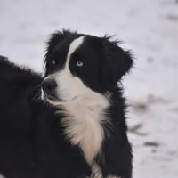 Luna: Spayed, a female Australian Shepherd for sale in Lubbock, TX – 1 of 1