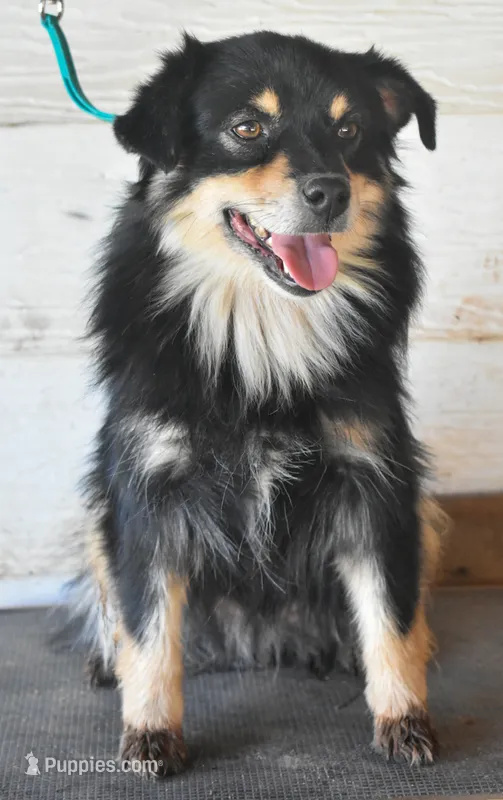 Karma, a female Miniature Australian Shepherd for sale in Lubbock, TX – 1 of 2