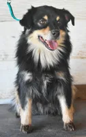 Karma, a female Miniature Australian Shepherd for sale in Lubbock, TX – 1 of 2