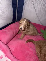 Bonnie, a female Miniature Goldendoodle for sale in New Haven, IN – 3 of 4