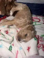 Bonnie, a female Miniature Goldendoodle for sale in New Haven, IN – 2 of 4