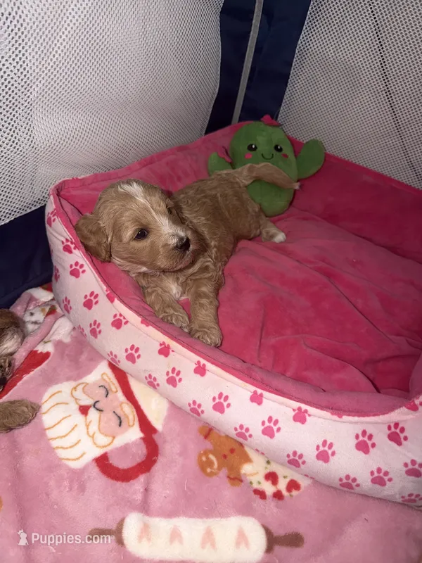 Bonnie – Miniature Goldendoodle puppy for sale in New Haven, IN