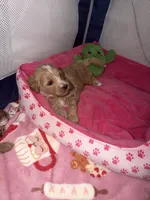 Bonnie, a female Miniature Goldendoodle for sale in New Haven, IN – 1 of 4