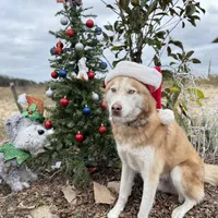 Phoenix, a male Siberian Husky for sale in Babson Park, FL – Photo 9 of 9