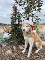 Phoenix, a male Siberian Husky for sale in Babson Park, FL – Photo 9 of 9