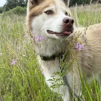 Phoenix, a male Siberian Husky for sale in Babson Park, FL – Photo 1 of 9