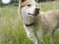 Phoenix, a male Siberian Husky for sale in Babson Park, FL – Photo 1 of 9