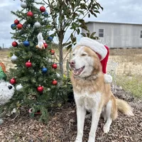Phoenix, a male Siberian Husky for sale in Babson Park, FL – Photo 7 of 9