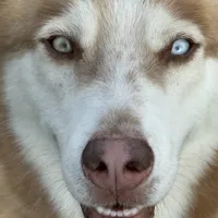 Phoenix, a male Siberian Husky for sale in Babson Park, FL – Photo 2 of 9