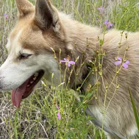 Phoenix, a male Siberian Husky for sale in Babson Park, FL – Photo 5 of 9