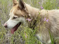 Phoenix, a male Siberian Husky for sale in Babson Park, FL – Photo 5 of 9