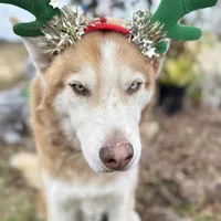 Phoenix, a male Siberian Husky for sale in Babson Park, FL – Photo 8 of 9