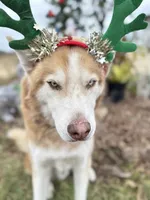Phoenix, a male Siberian Husky for sale in Babson Park, FL – Photo 8 of 9