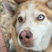 Phoenix, a male Siberian Husky for sale in Babson Park, FL – Photo 6 of 9