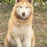 Phoenix, a male Siberian Husky for sale in Babson Park, FL – Photo 4 of 9