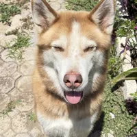 Phoenix, a male Siberian Husky for sale in Babson Park, FL – Photo 3 of 9