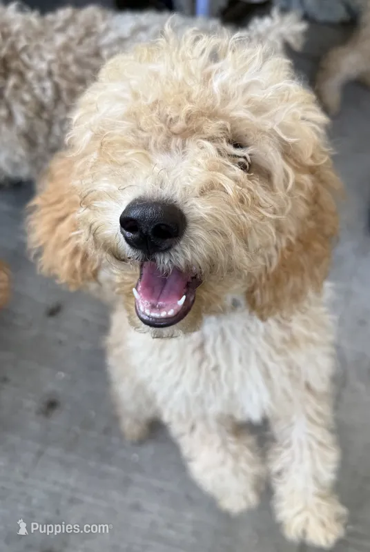 Dougie – Poodle - Miniature  puppy for sale in Babson Park, FL