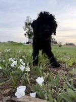 Kikuyu , a female Poodle - Miniature  for sale in Babson Park, FL – 3 of 7