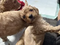 B, a female Poodle - Miniature  for sale in Babson Park, FL – Photo 7 of 7