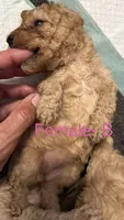B, a female Poodle - Miniature  for sale in Babson Park, FL – Photo 5 of 7