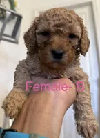 B, a female Poodle - Miniature  for sale in Babson Park, FL – Photo 4 of 7