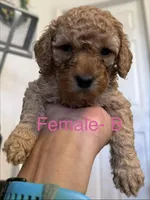 B, a female Poodle - Miniature  for sale in Babson Park, FL – Photo 6 of 7