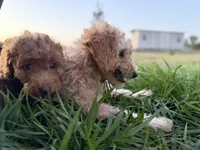 Willow, a male Poodle - Miniature  for sale in Babson Park, FL – 3 of 6