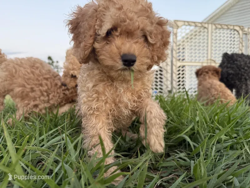 B – Poodle - Miniature  puppy for sale in Babson Park, FL