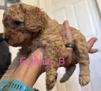 B, a female Poodle - Miniature  for sale in Babson Park, FL – Photo 2 of 7