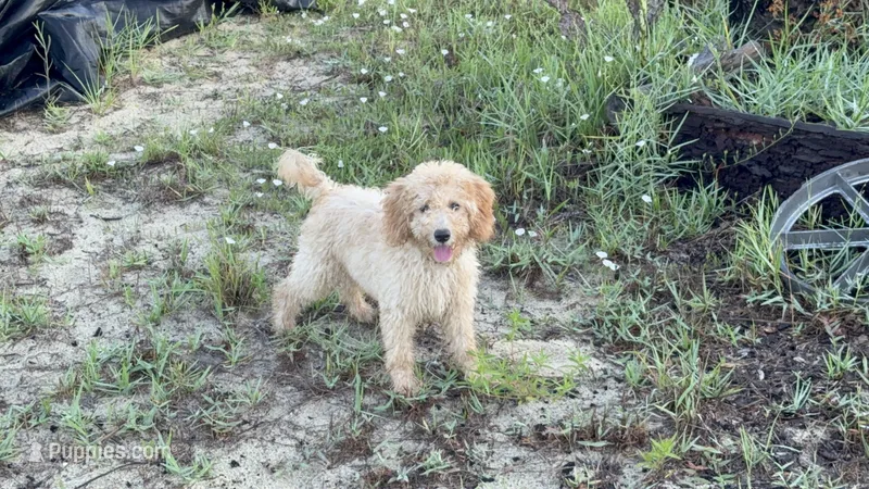Dougie – Poodle - Miniature  puppy for sale in Babson Park, FL