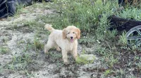 Dougie, a female Poodle - Miniature  for sale in Babson Park, FL – 1 of 5