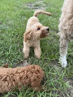 Willow, a male Poodle - Miniature  for sale in Babson Park, FL – 2 of 6