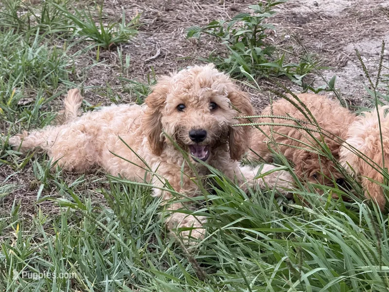 Willow – Poodle - Miniature  puppy for sale in Babson Park, FL