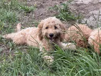 Willow, a male Poodle - Miniature  for sale in Babson Park, FL – 1 of 6